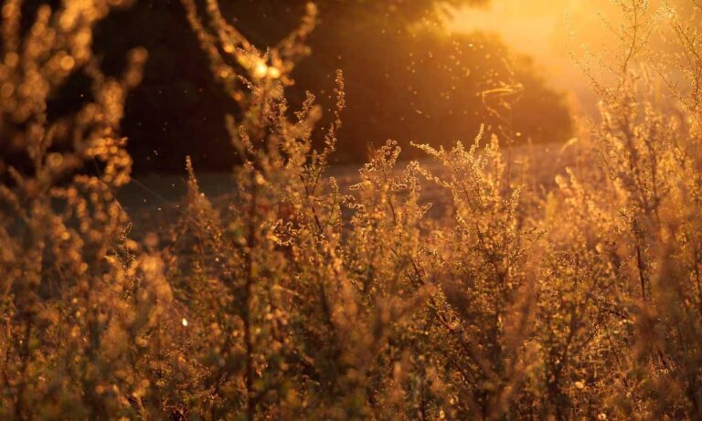 crypto hacks roarcultable