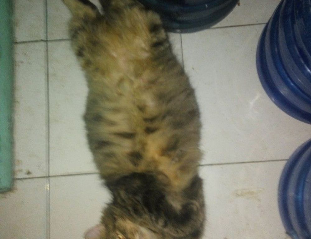 roarcultable latest car infoguide by riproar