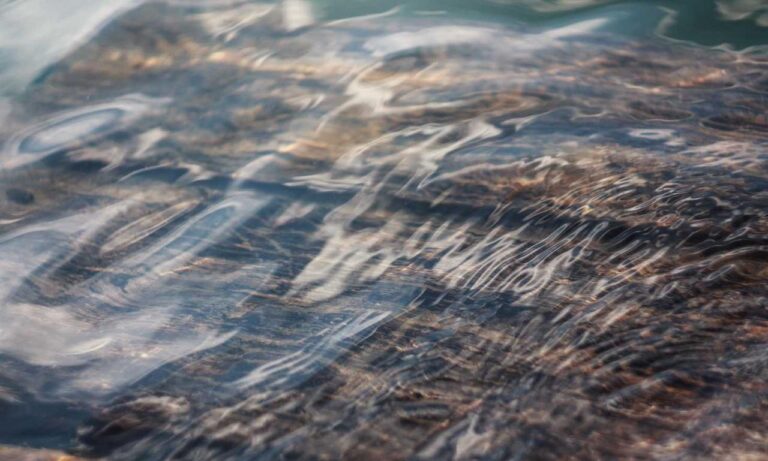 which culture do i belong to roarcultable