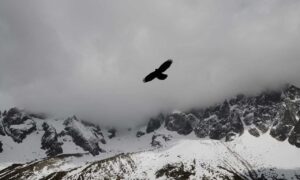 why are nuts bad for tadicurange disease